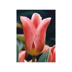 Bulbous HBM BES Tulipa Albert Heyn (x5)