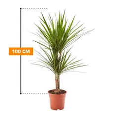 Драцена Marginata 100 см