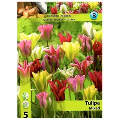 ბოლქვოვანი HBM STA Tulipa Viridiflora Mixed (x5)