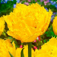 Bulbous HBM BES Tulipa Exotic Sun (x5)