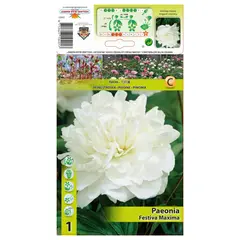 ბოლქვოვანი HBM STA Paeonia Festiva Maxima (x1) 2/3