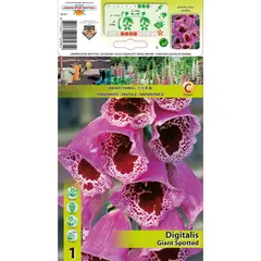 ბოლქვოვანი HBM STA Digitalis Giant Spotted (x1)