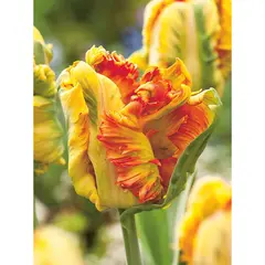 Bulbous HBM BES Tulipa Parrot King (x5)