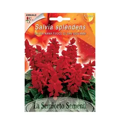 სალვიას თესლი Salvia Splendens DWARF SAN GIOVANNI