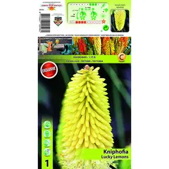 ბოლქვოვანი HBM STAR CAPPERLINE STA Kniphofia Lucky Lemons (x1)