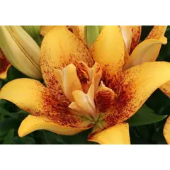 ბოლქვოვანი HBM STAR CAPPERLINE STA Lilium Double Nugget (x3)