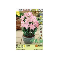 Bulbous HBM STA Lilium Farolito (x2)