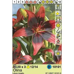 Bulbous HBM STA Lilium Olina (x3)