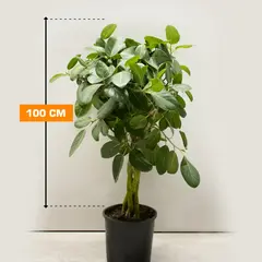 Ficus BENGHALENSIS BRAID 4PP