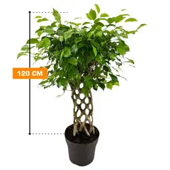 ფიკუსი FICUS BENJAMIN PETATE MIX 120 სმ