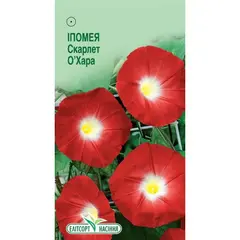 Ipomoea seeds ELITSORT Scarlett O'hara 1 g