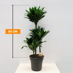 Dracaena DRACAENA FRAGRANS COMPACTA 3PP 80 cm