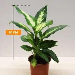 დიფენბახია DIEFFENBACHIA CAMILLA COMPACTA 30 სმ