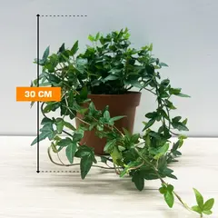Хедера Hedera mixed 13/30