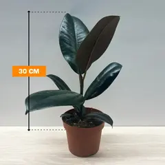 Ficus El Abidjan elastica 12/35 30 cm