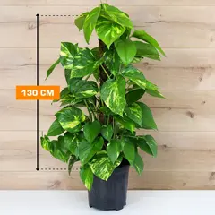 Epipremnum Mosstick 130 cm