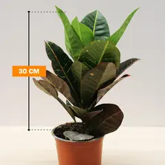 Кодиум CODIAEUM CROTON PETRA 30 см