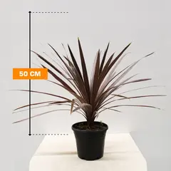 CORDYLINE RED STAR
