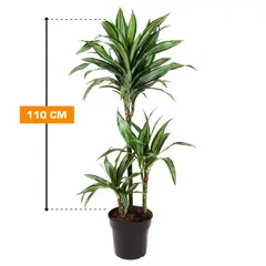 Dracaena DRACAENA FRAGRANS 3PP 110 cm