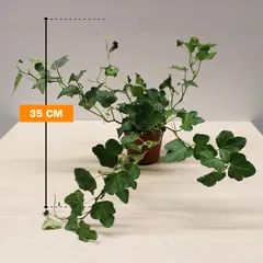 Плющ Hedera 35 см