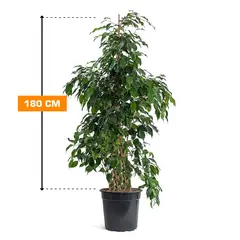 Ficus BENJAMIN 180 cm