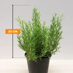 Розмарин SALVIA ROSMARINUS 30 см