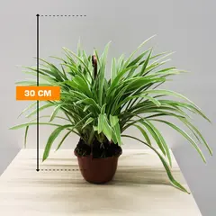 Chlorophytum CHLOROPHYTUM HANGING 30 cm