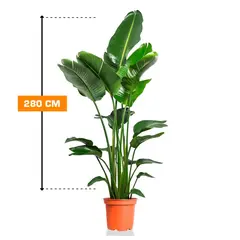 STRELITZIA NICOLAI 280 cm