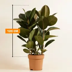 Фикус FICUS ELASTICA ROBUSTA MATERNAL 120 см