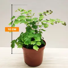 ადიანტუმი Adiantum raddianum Fragrans 15 სმ