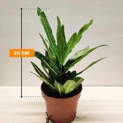 Codiaeum Codiaeum 'Sunny star' Croton 10 cm
