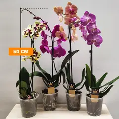ორქიდეა Phalaenopsis mixed 50 სმ