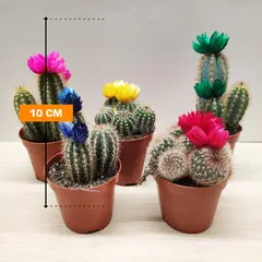 Cleistocactus 10 cm