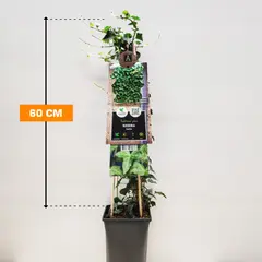 Hedera helix 60 cm