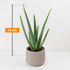 ალოე Aloe variegata 35 სმ