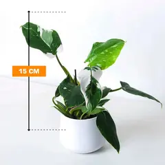 ფილოდენდრონი Philodendron White Princess 15 სმ