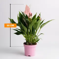 ანტურიუმი Anthurium Lilli 30 სმ