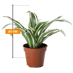 დრაცენა Dracaena White Jewel 20 სმ