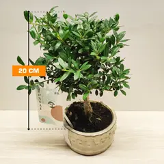Ilex crenata 20 cm