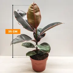 ფიკუსი Ficus elastica 'Belize 35 სმ
