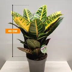 Codiaeum 'Petra' 40 cm