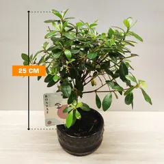 Rhododendron Japonica 25 cm