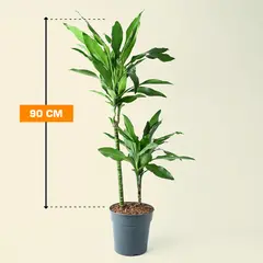 დრაცენა Dracaena Janet Lind 90 სმ