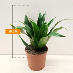 Dracaena Compacta 15 cm