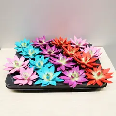 ეხევერია Echeveria gibbiflora mix