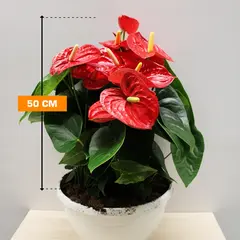 Anthurium Jambo Red 50 cm