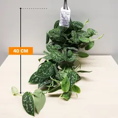 Scindapsus pictus 'Argyraeus' hangpot 40 cm