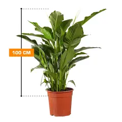 Спатифиллюм Spathiphyllum 'Sweet Sebastiano' blank 100 см