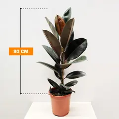 ფიკუსი Ficus El 'Abidjan' 80 სმ