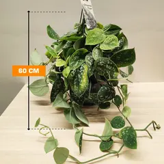 სცინდაფსუსი Scindapsus Pictus Argyraeus 60 სმ